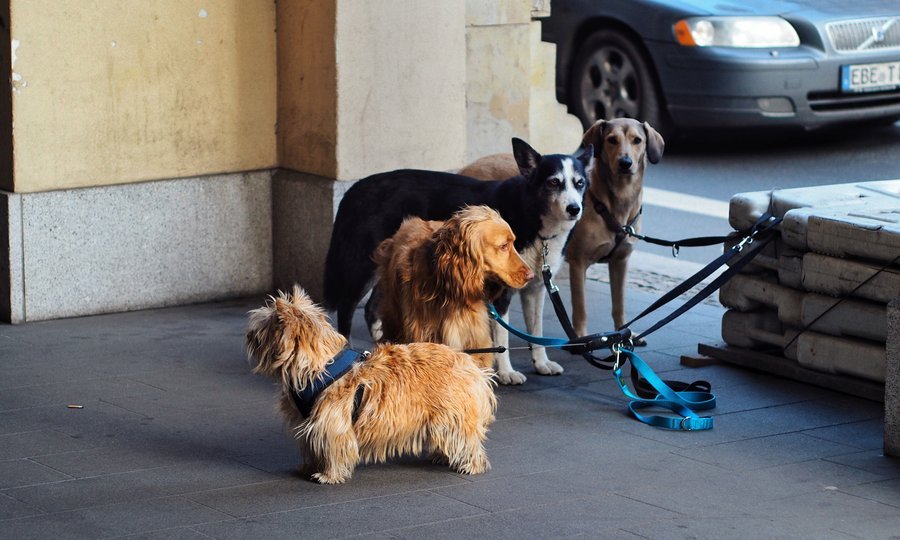 Cachorro em passeio, serviço de quem quer ganhar dinheiro cuidando de pets