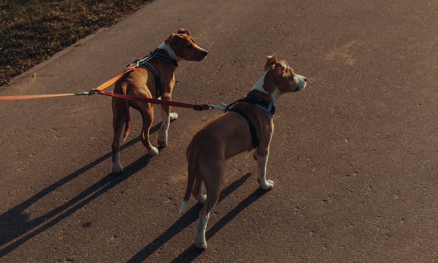 Passeador levando cães na coleira para ganhar dinheiro cuidando de pets
